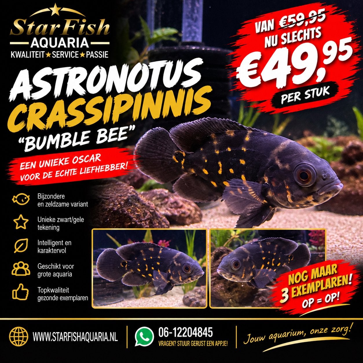 Astronotus Crassipinnis, Vis