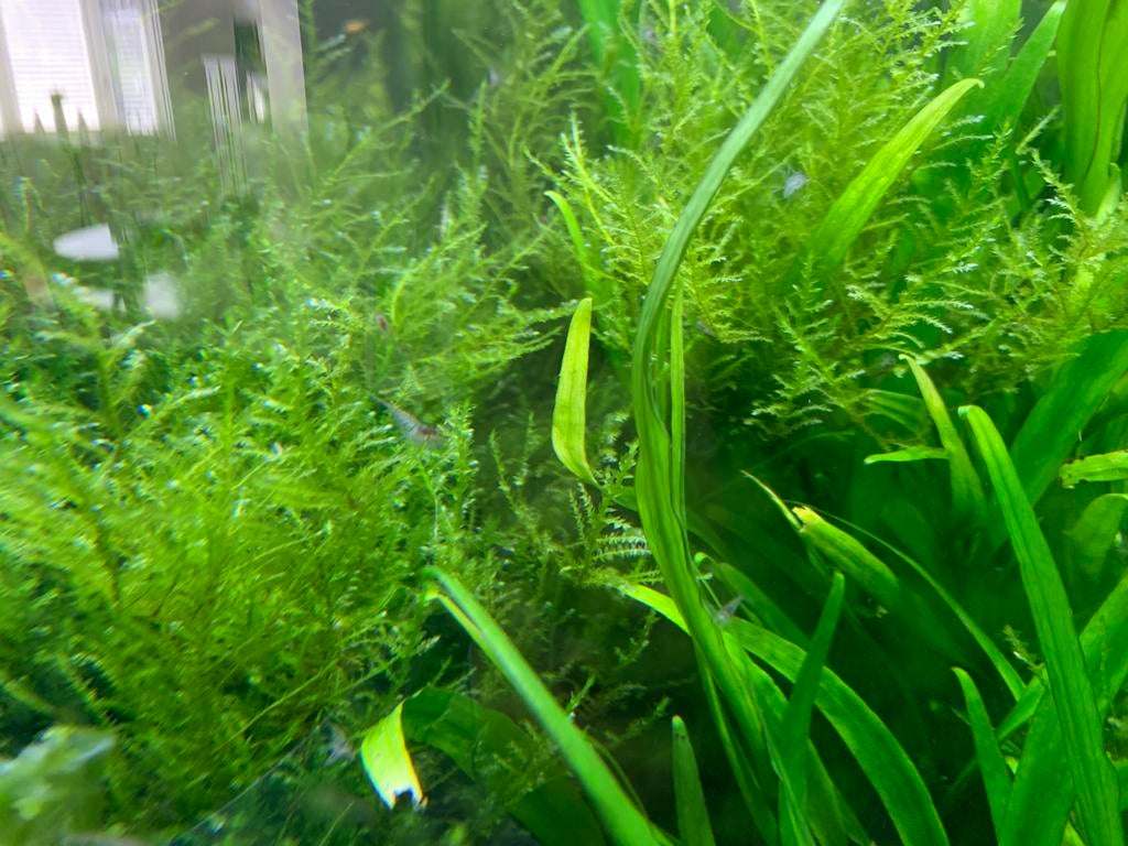 Javamos, Vis, Zoetwatervis