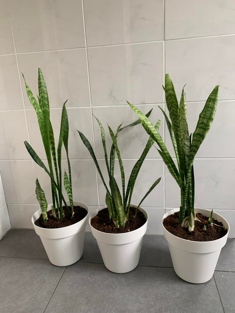 Sansevieria Trifasciata - Vrouwentong in pot, Huis en Inrichting, Kamerplanten, Ophalen, Overige soorten, Halfschaduw, In pot