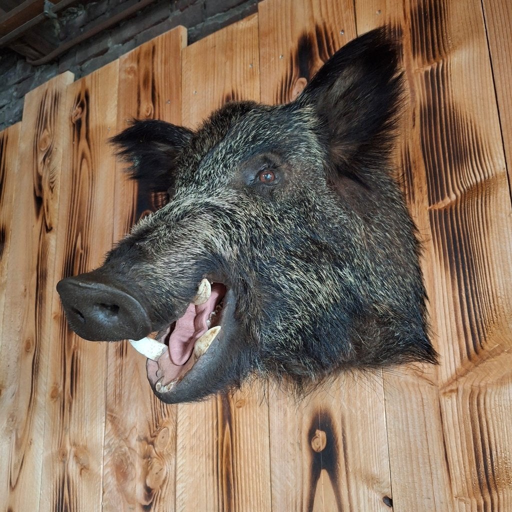 Levensechte opgezette zwijnenkop, Ophalen of Verzenden, Nieuw, Wild dier, Opgezet dier