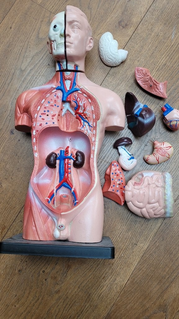Anatomie model torso, Antiek en Kunst, Ophalen of Verzenden
