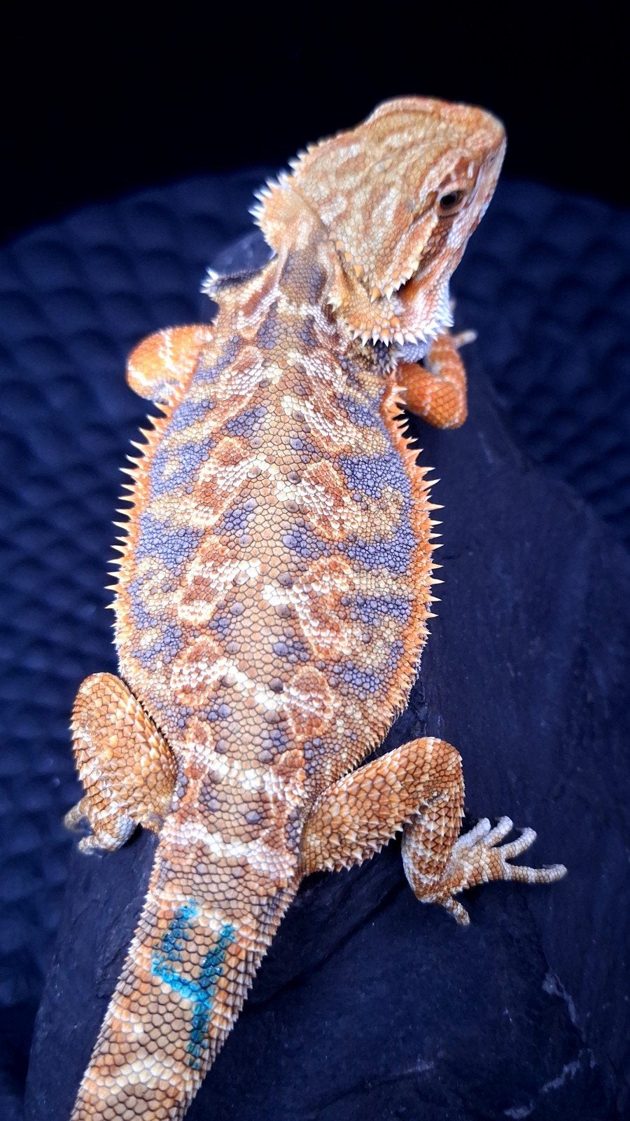 50% Red Monster Purple/Blue Tiger Triple het baardagaam, Hagedis, 0 tot 2 jaar