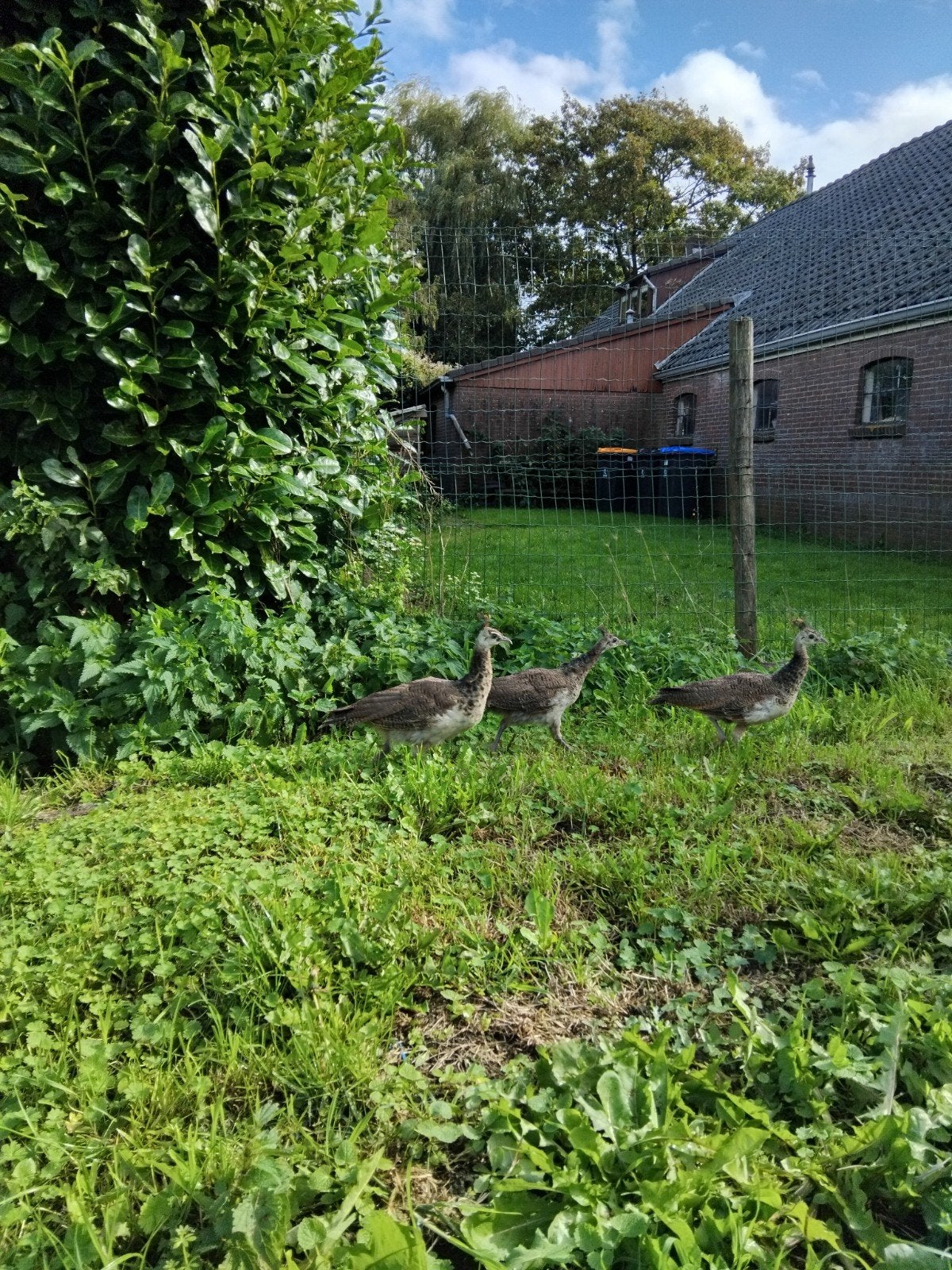 Te koop 3 jonge blauwe pauwen, Dieren en Toebehoren, Geslacht onbekend, Overige soorten