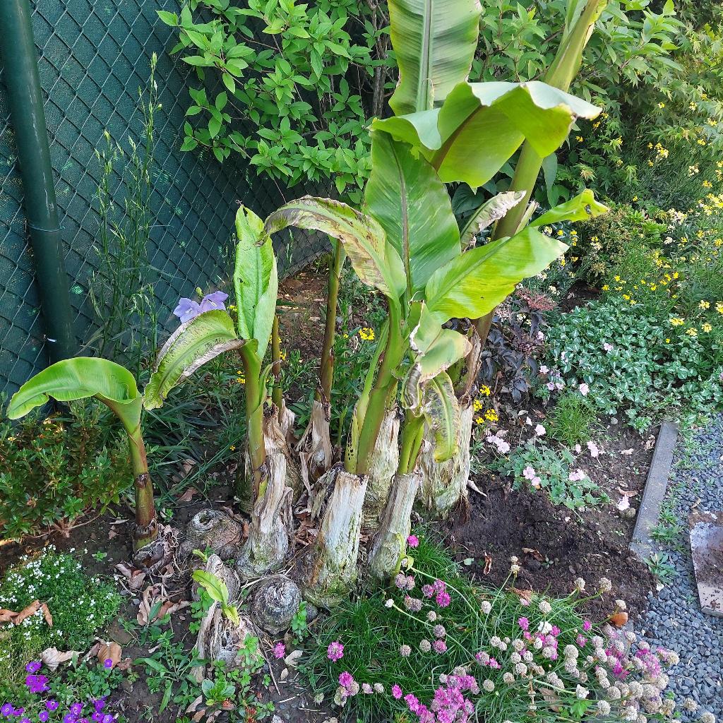 Groep bananenplanten winterhard grote en kleine, Ophalen, Overige soorten, Volle zon