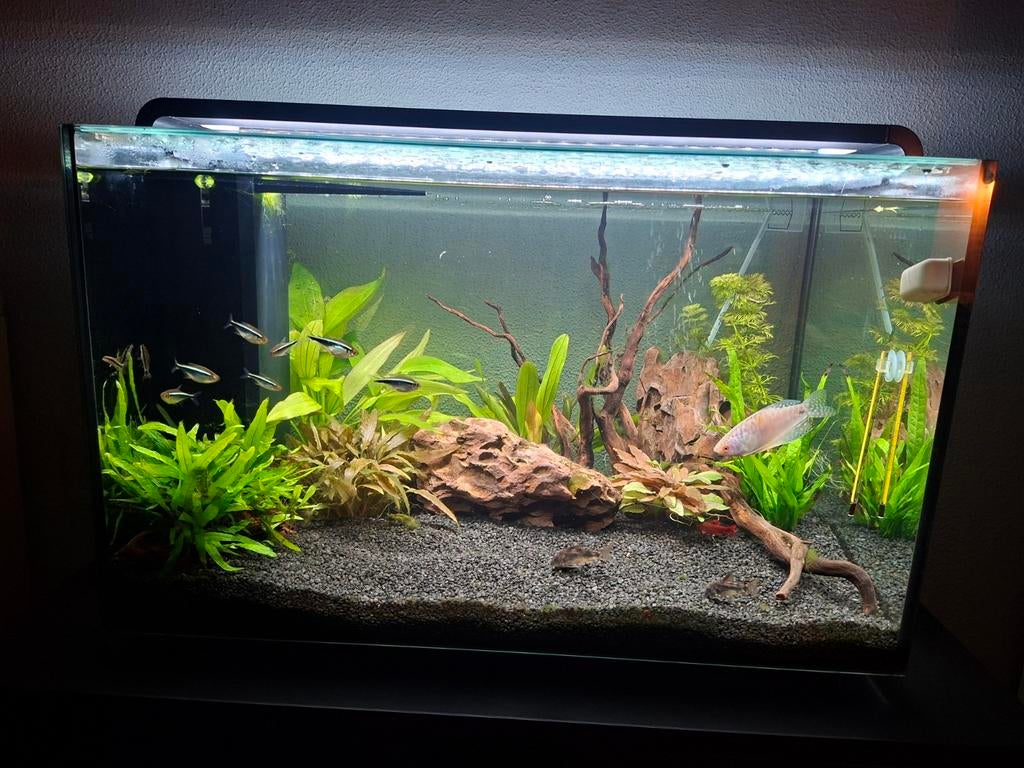 Home 85 liter aquarium superfish, Vis, Zoetwatervis