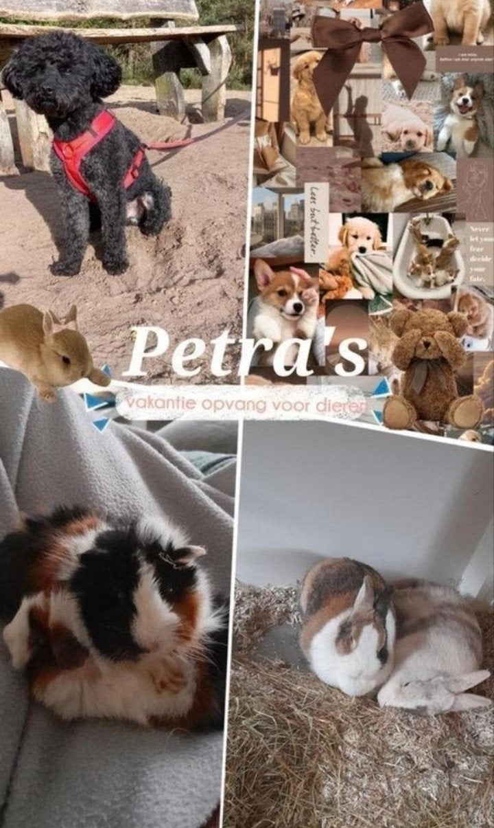 Petra's dierenopvang het hele jaar oppas 🐇🐕, Juli, Meerdere dieren, Cavia
