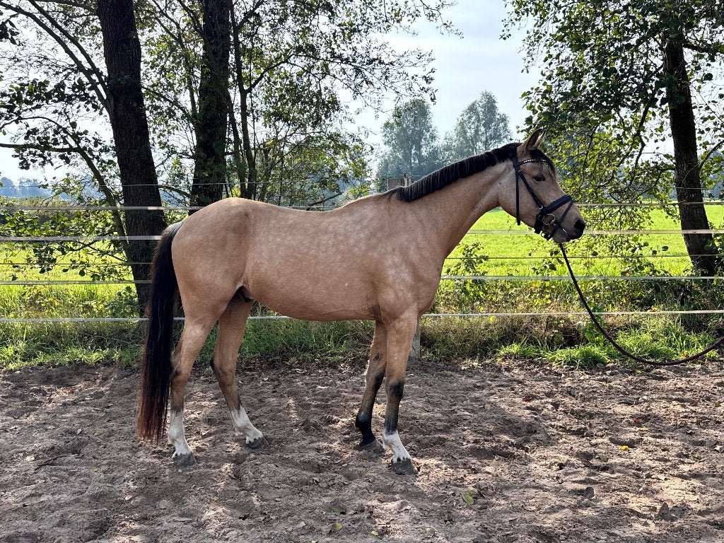 Mooie E-pony ruin, Ruin, Onbeleerd, Dressuurpaard, 3 tot 6 jaar