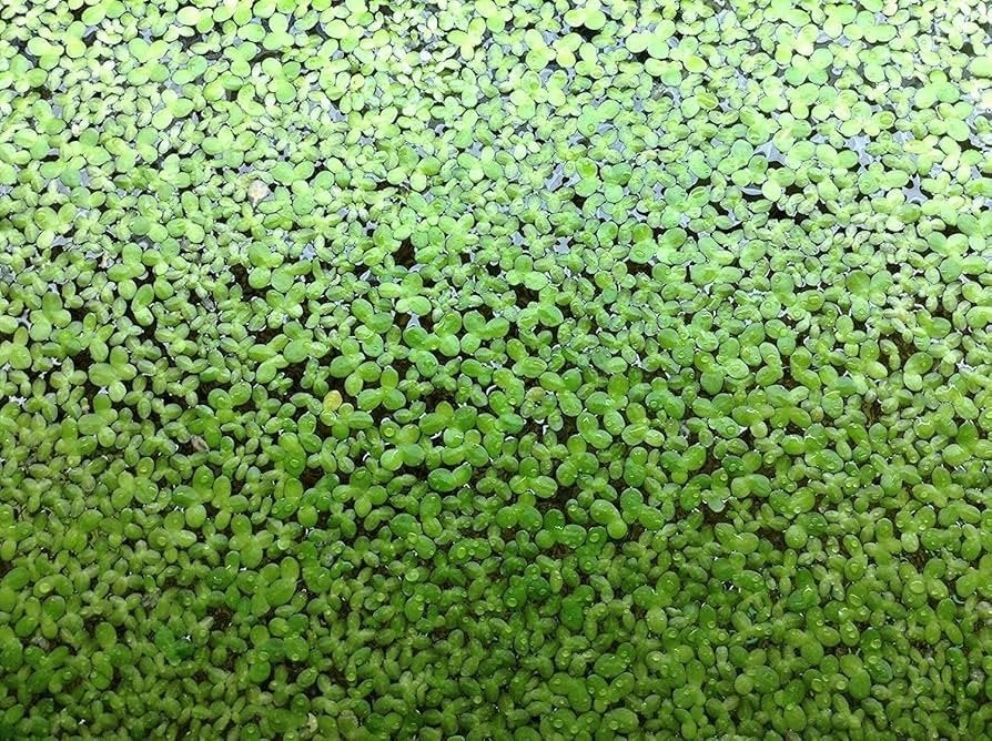 GRATIS drijfplantjes af te halen ( duckweed ), Dieren en Toebehoren, Vissen | Aquaria en Toebehoren, Ophalen of Verzenden, Nieuw