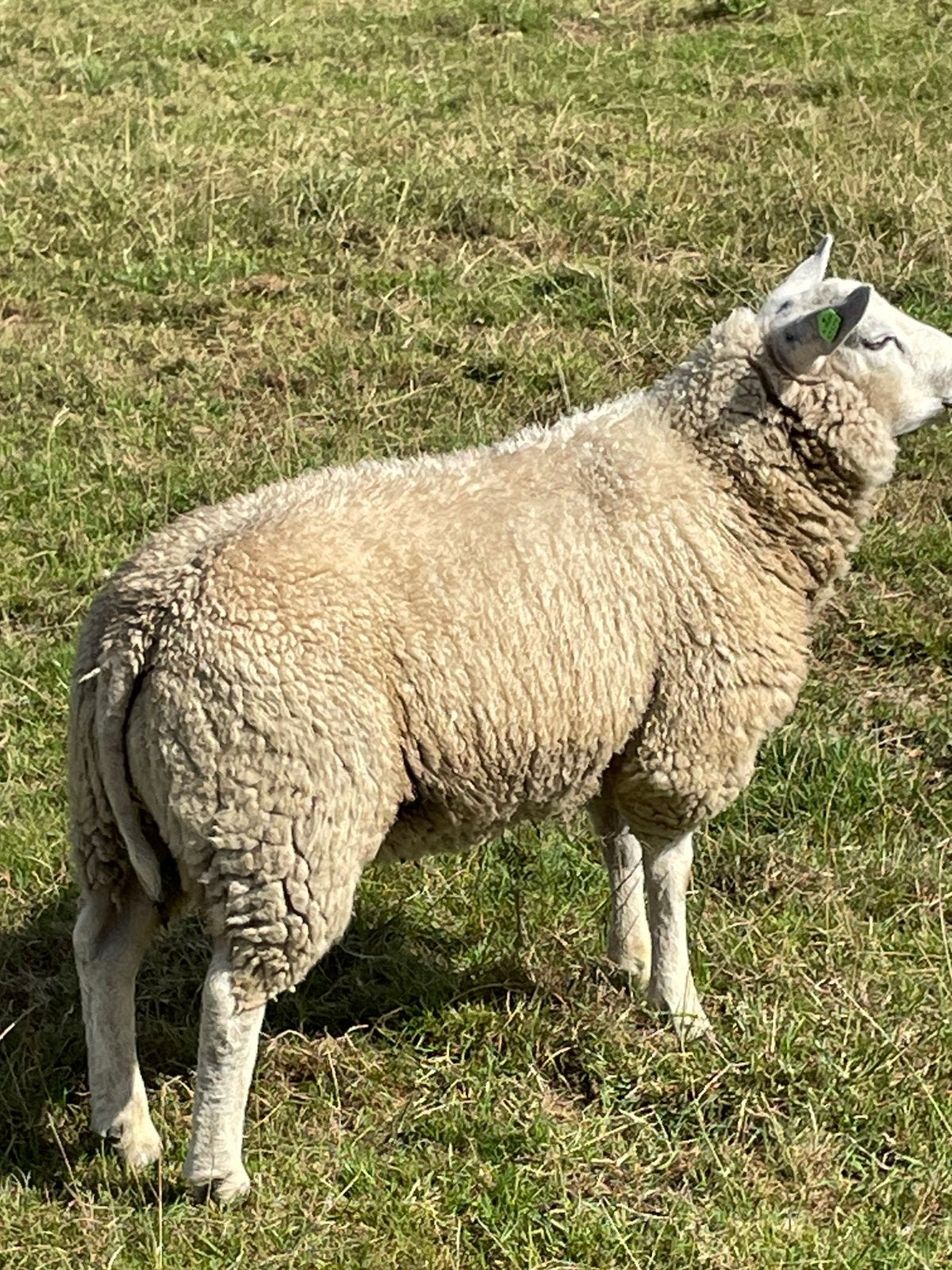 Luxe texelaar dekrammen, Mannelijk, Schaap