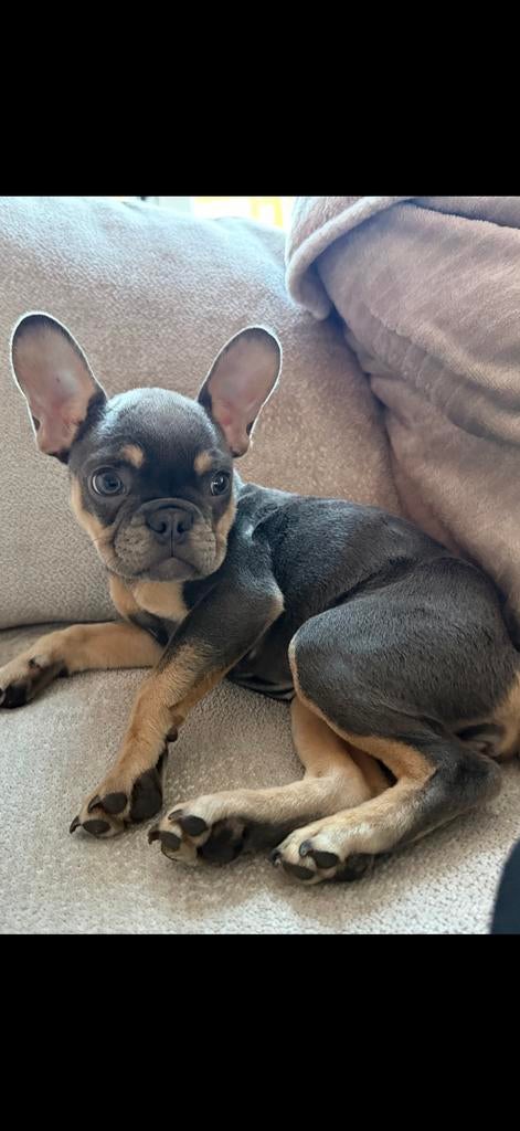Franse bulldog zoekt nieuw baasje, Dieren en Toebehoren, Honden | Bulldogs, Pinschers en Molossers, Particulier, 15 weken tot 1 jaar