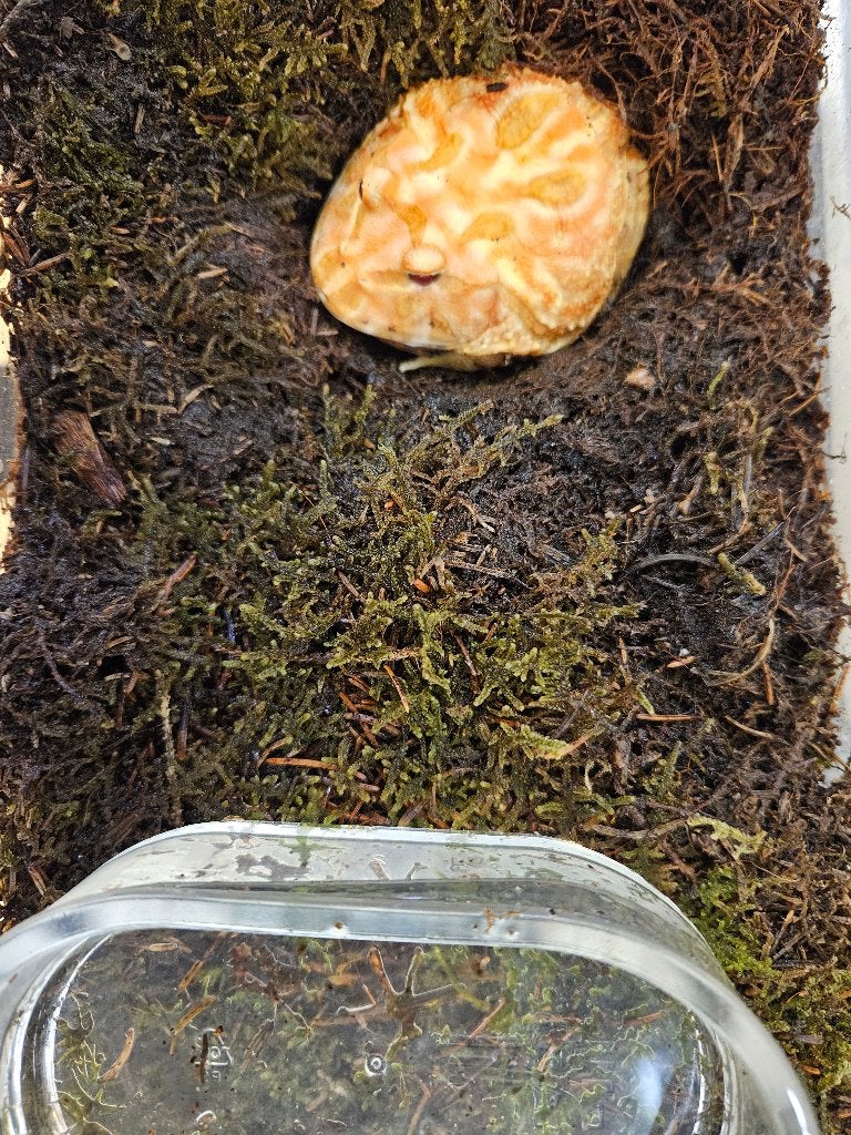 Ceratophrys cranwelli Hoornkikker Frog photo 13