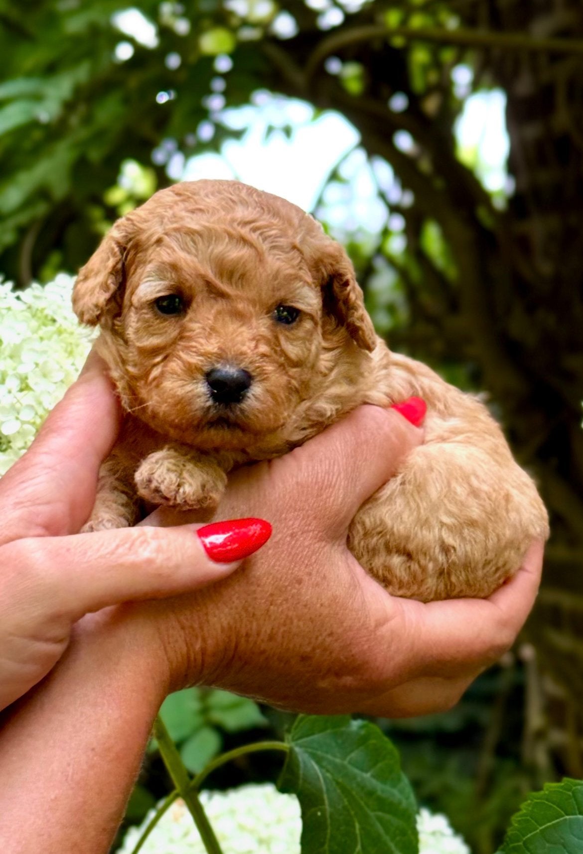 EXCLUSIEF 🐕‍🦺❤️🐾 Toy Poedel pup VOLLEDIG GETEST, Poedel, Parvo, 8 tot 15 weken, Meerdere