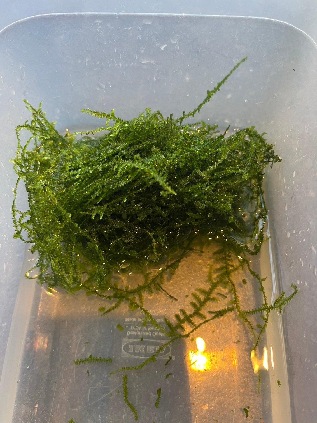 Java mos, Javamos. Gratis op te halen, Dieren en Toebehoren, Vissen | Aquaria en Toebehoren, Ophalen, Zo goed als nieuw, Plant(en), Steen of Hout