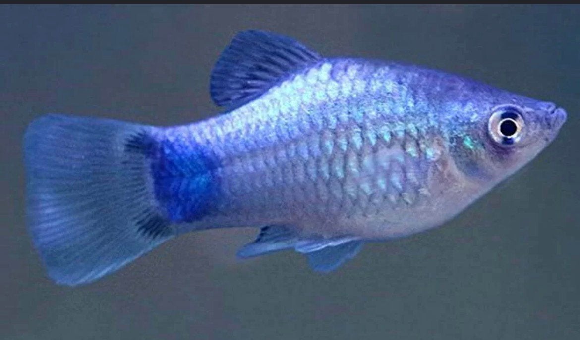 Aqarium vissen, Vis