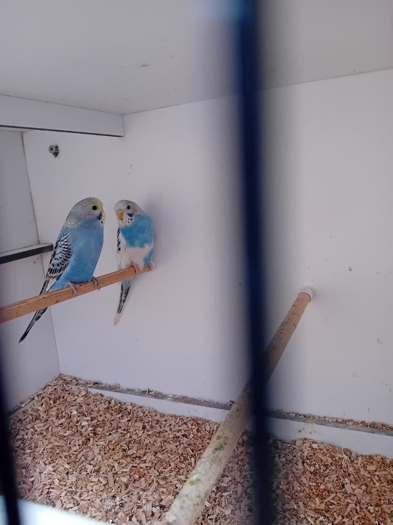 Mooie jonge grasparkietjes, Dieren en Toebehoren, Vogels | Parkieten en Papegaaien, Meerdere dieren, Parkiet, Geringd