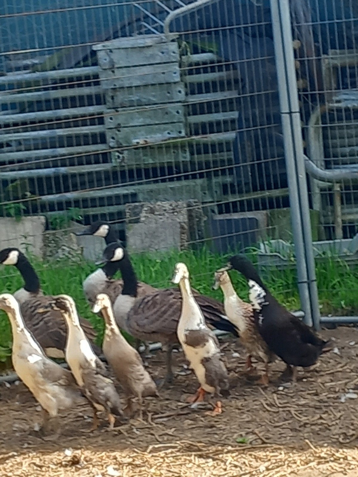 loopeenden loop eend fleseend eenden, Dieren en Toebehoren, Pluimvee, Meerdere dieren, Eend