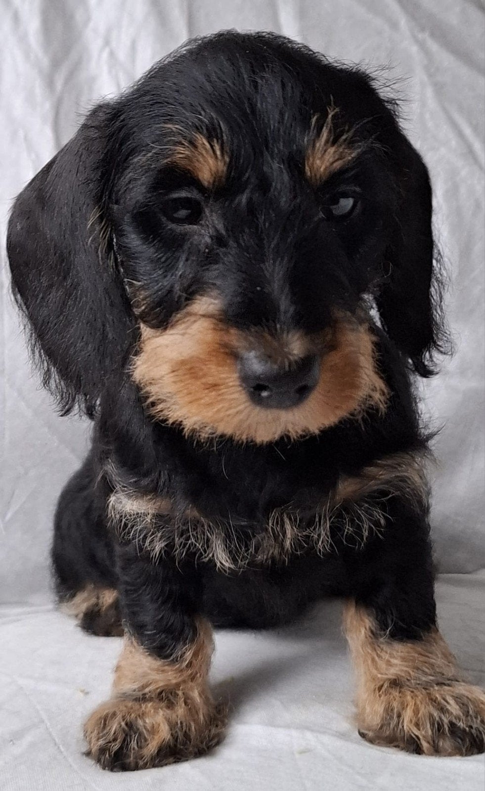 ruwharige dwergteckel pups, Dieren en Toebehoren, CDV (hondenziekte), 8 tot 15 weken, Dwerg, Meerdere