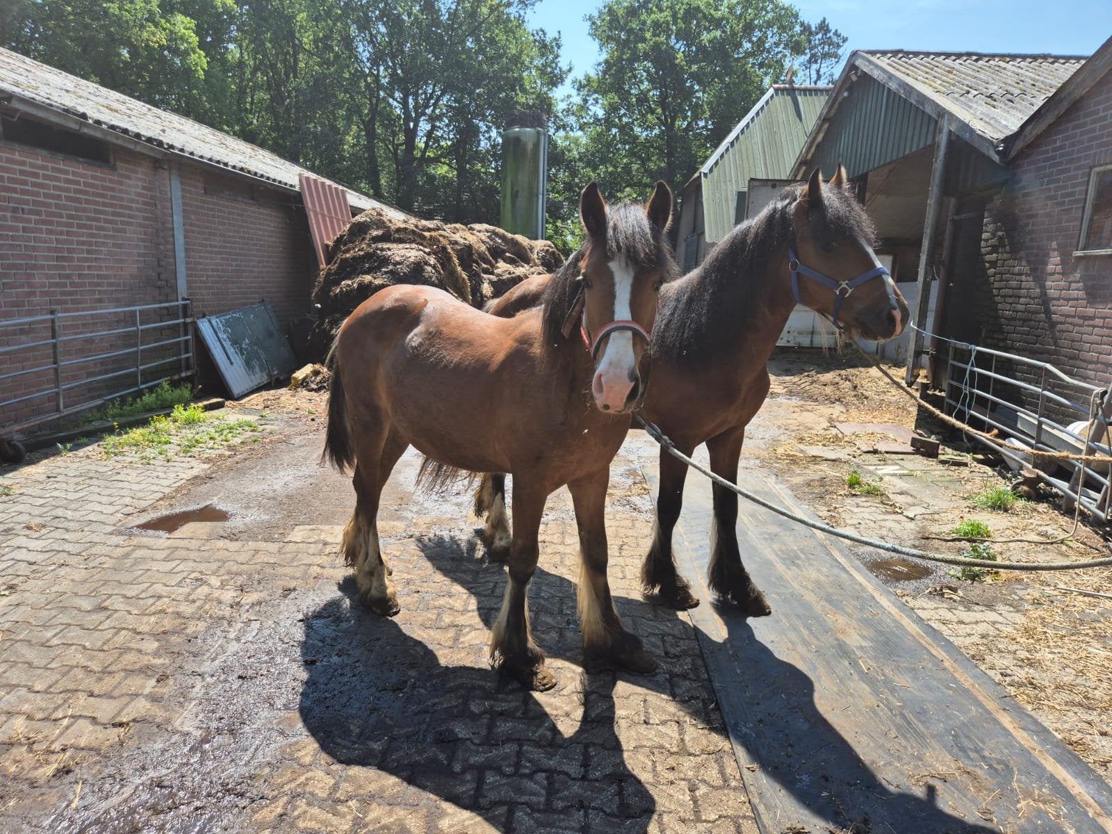 Te koop een span pony’s, Dieren en Toebehoren, Paarden, Hengst, Minder dan 160 cm, Recreatiepaard, 0 tot 2 jaar