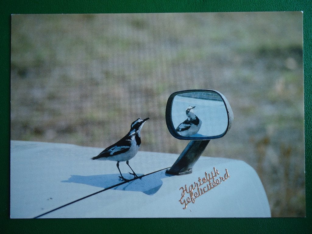 (1011) Dierenkaart: VOGEL, Verzenden, 1980 tot heden, Gelopen, Vogel