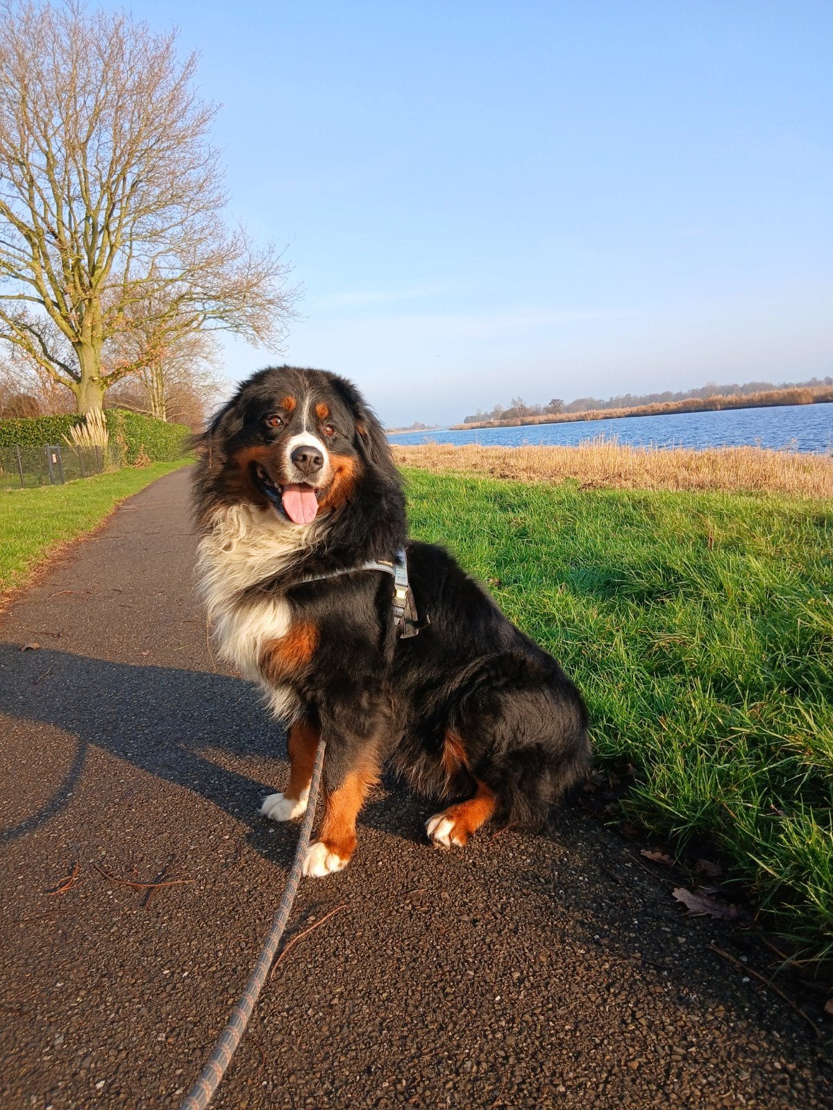 herplaatsen berner senner, Reu, Eén hond, 3 tot 5 jaar, Nederland