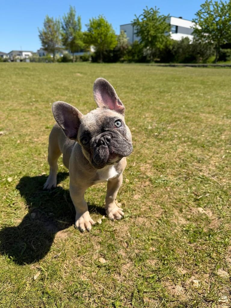 Prachtige Franse bulldog-puppy – Blue Fawn, Dieren en Toebehoren, Honden | Bulldogs, Pinschers en Molossers, Reu, 8 tot 15 weken