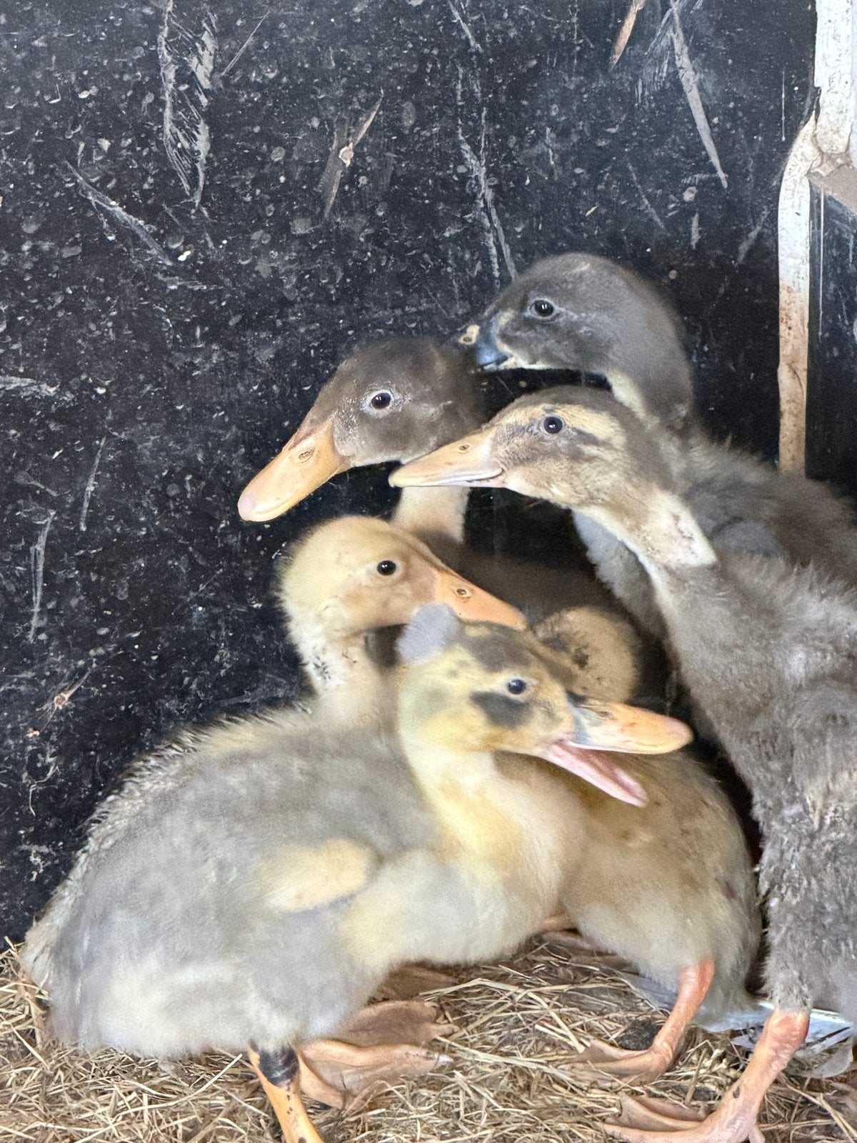 6 loopeend pullen, Meerdere dieren, Eend