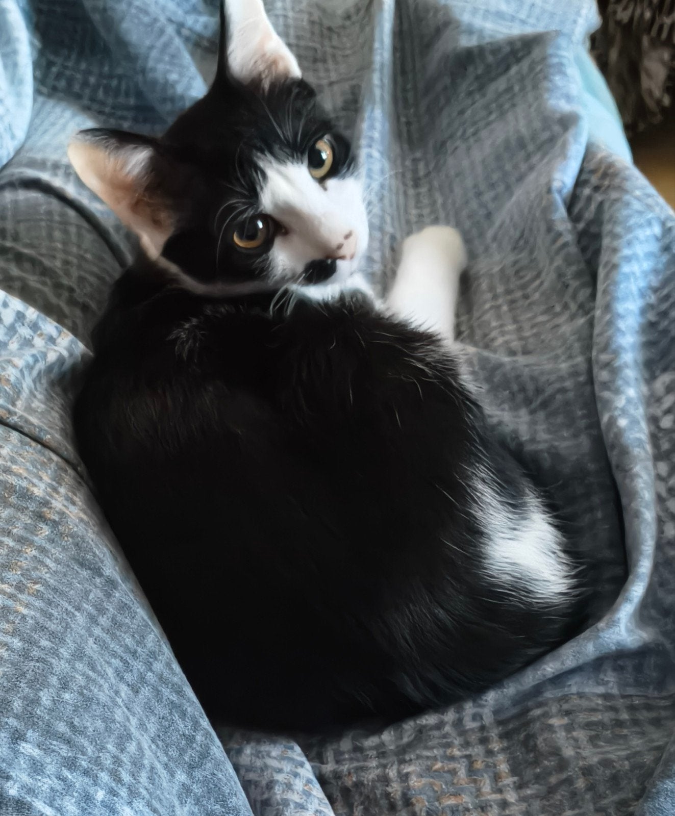 Lieve en speelse Mimi van 5 maandjes, Dieren en Toebehoren, Poes, Kortharig, 0 tot 2 jaar