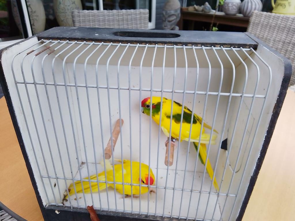 Te koop 2--0 kakarikies 20 euro p stuk, Dieren en Toebehoren, Ophalen of Verzenden, Hout, Vogelkooi