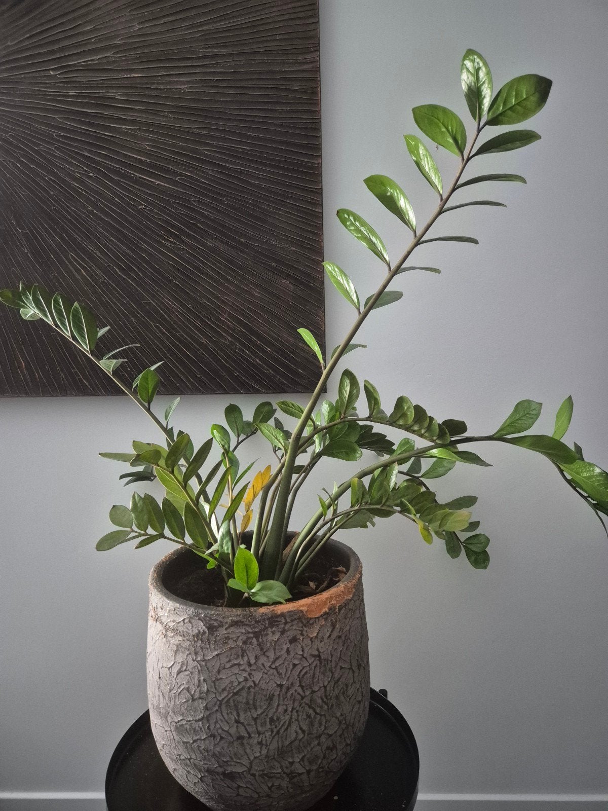 Zamioculcas inclusief pot van Groenrijk, Ophalen, Intratuin, Met pot of vaas, Steen/keramiek