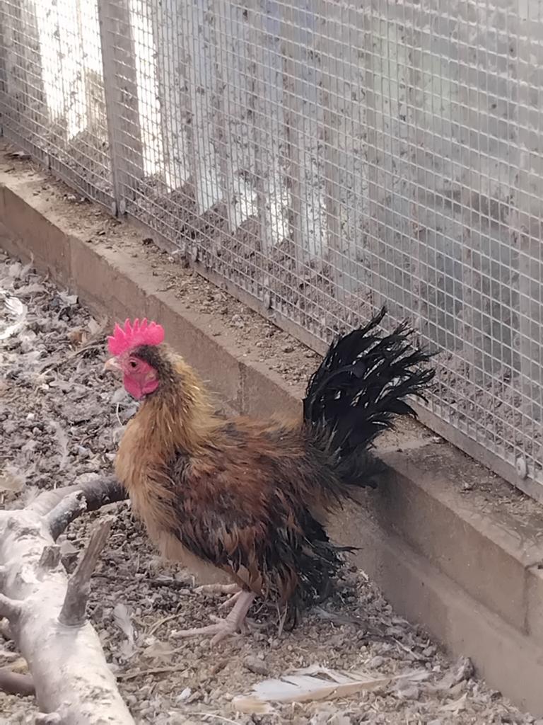 Zijdeveer serama haantjes, Mannelijk, Kip