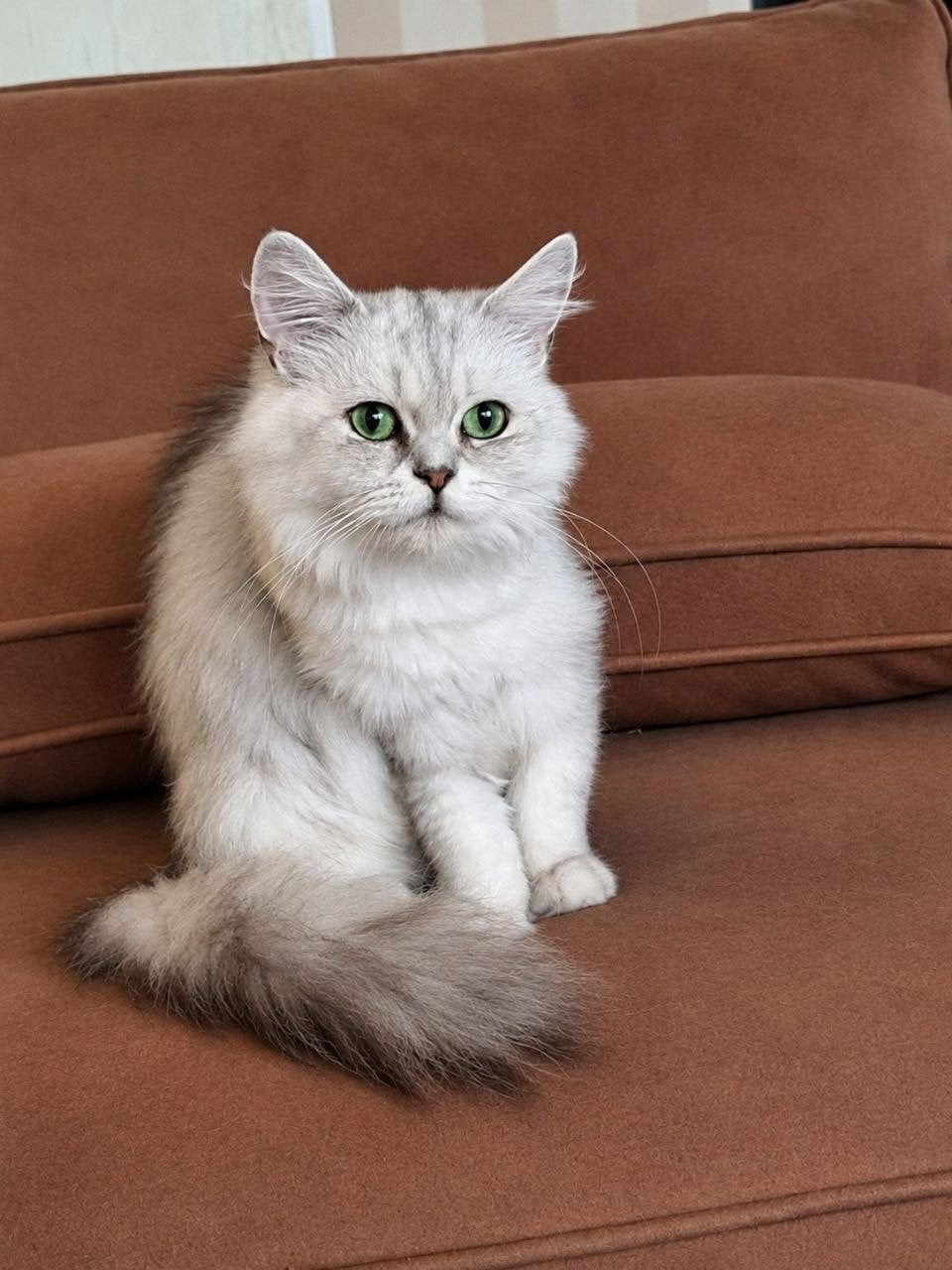 TK Lieve Britse Langhaar poes Silver Shaded zoekt een thuis, Dieren en Toebehoren, Poes