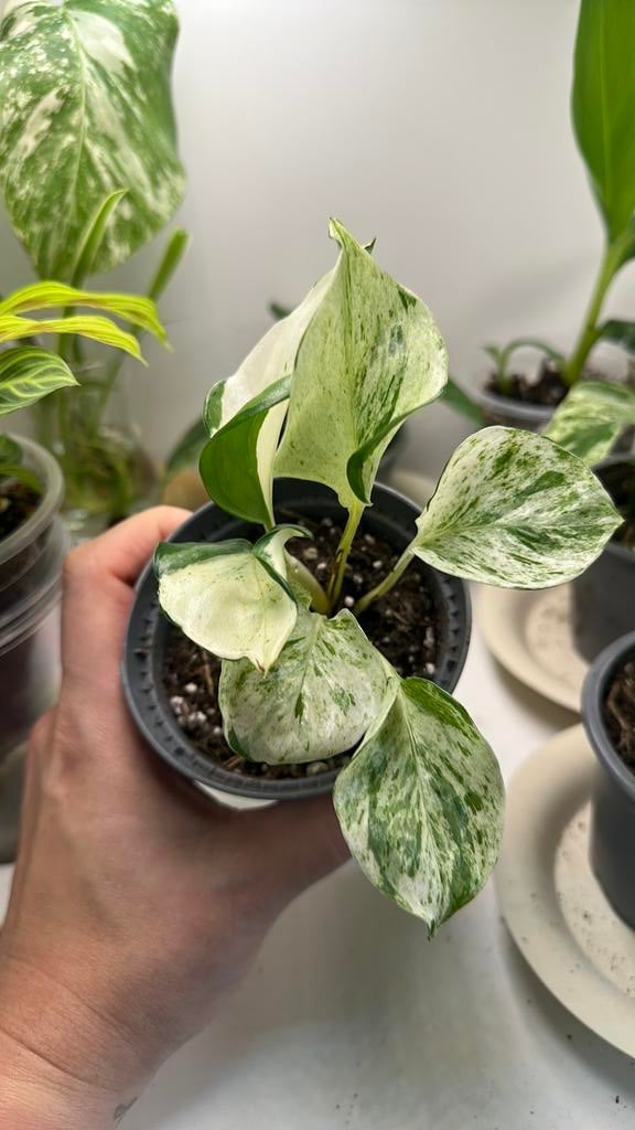 Epipremnum Manjula - Prachtige Kamerplant, Huis en Inrichting, Kamerplanten, Ophalen