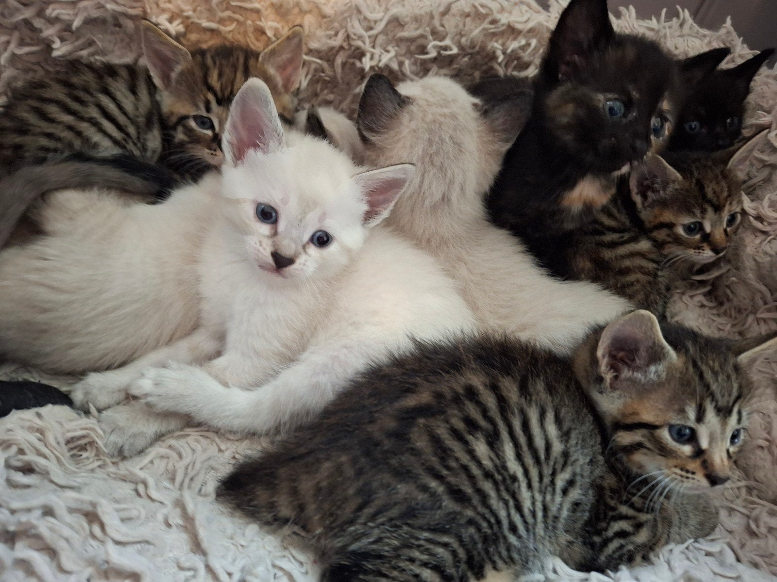 Prachtige lieve kittens, Meerdere dieren, Kortharig, 0 tot 2 jaar