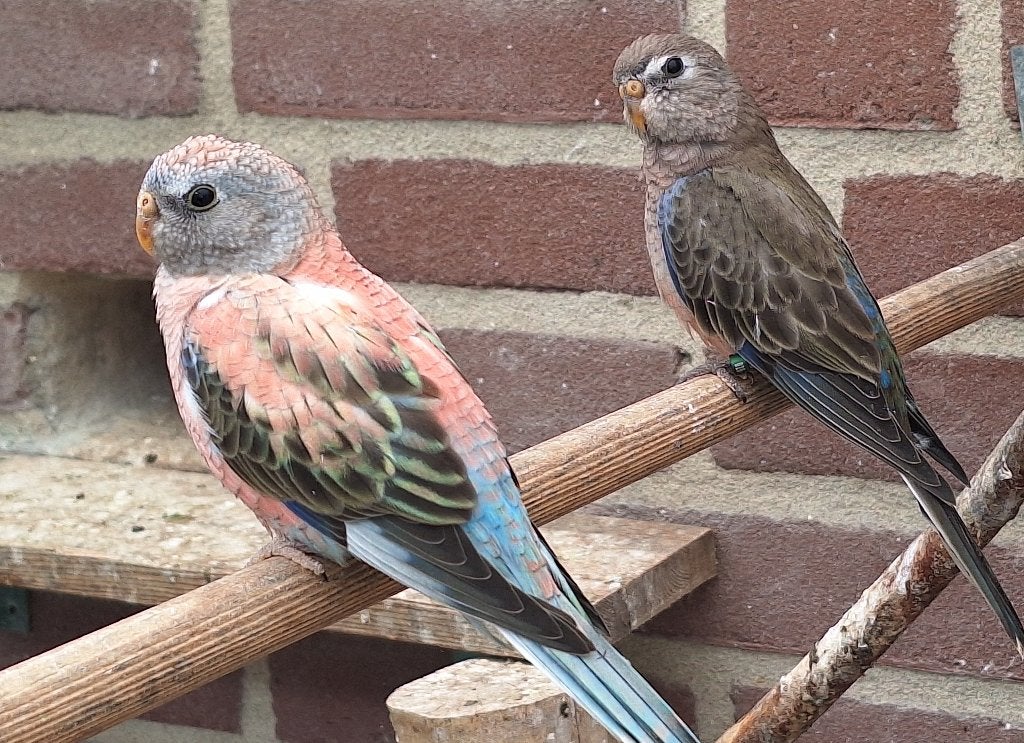 Bourke parkieten 2026, Dieren en Toebehoren, Vogels | Parkieten en Papegaaien, Meerdere dieren, Parkiet, Geringd