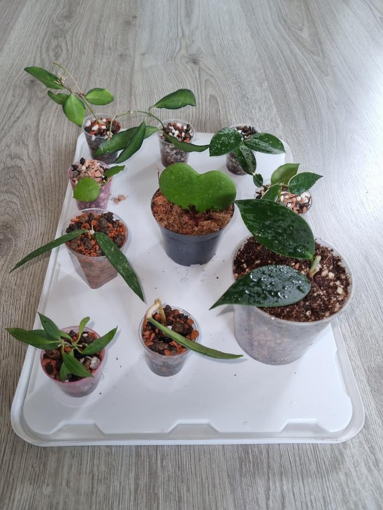 Gewortelde Hoya stekjes pakket 10x voor €25, Huis en Inrichting, Kamerplanten, Ophalen of Verzenden, Halfschaduw, Minder dan 100 cm