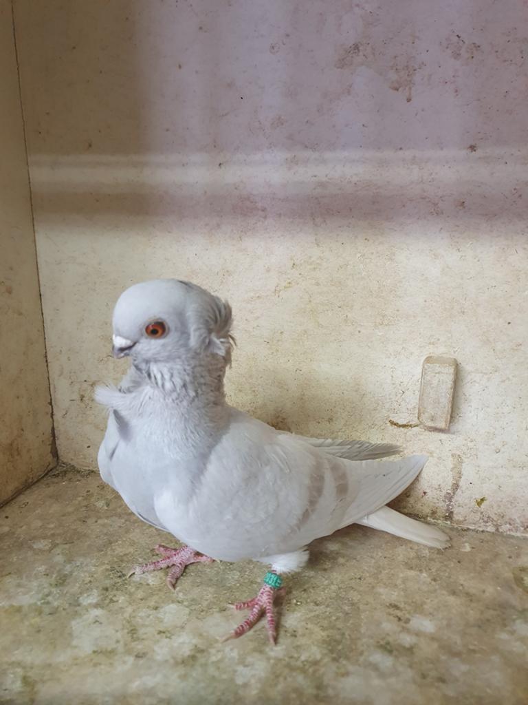Hamburger sticken zeldzaam kleur roodzilver doffer, Dieren en Toebehoren, Mannelijk