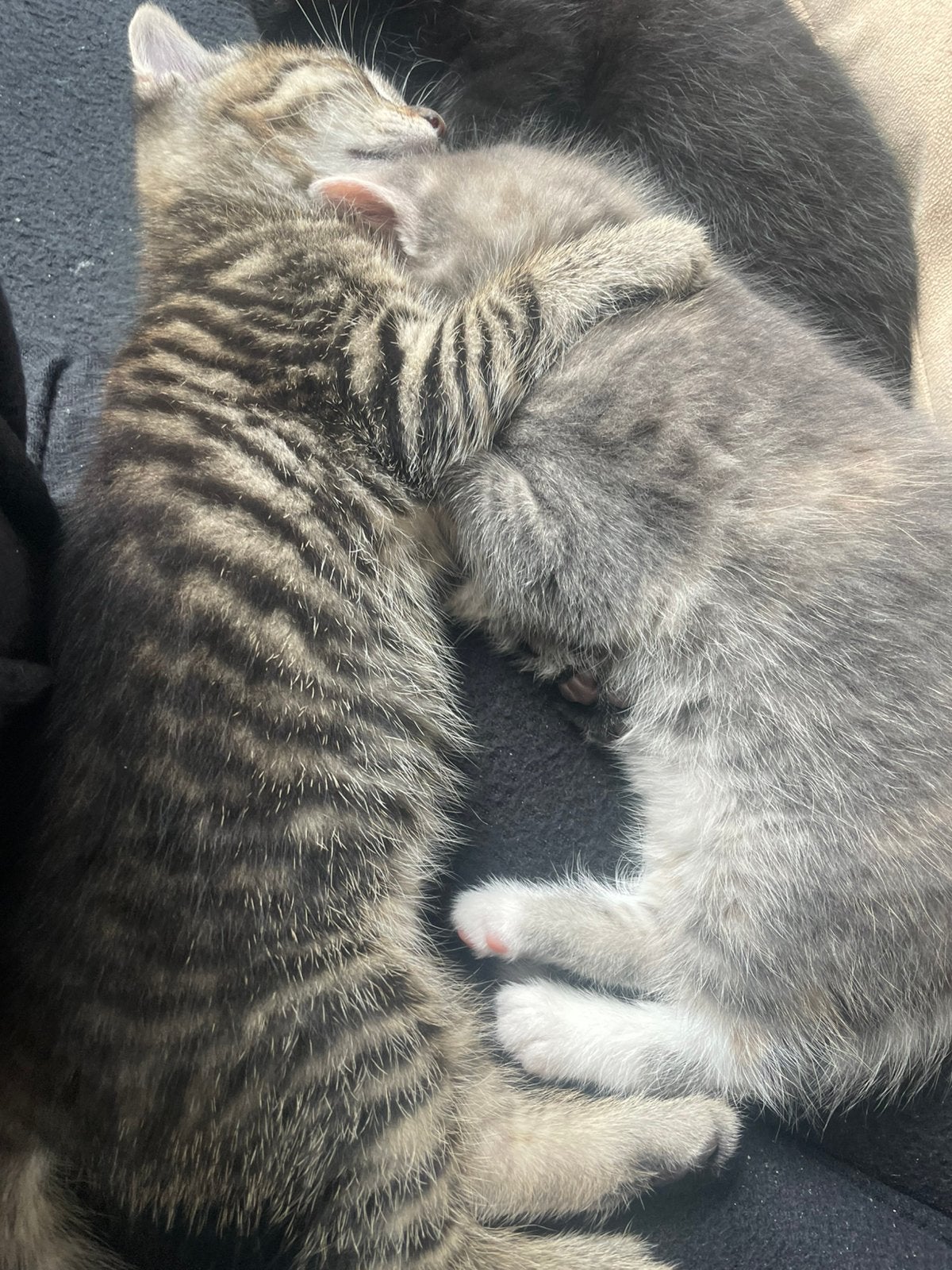 Kittens, Dieren en Toebehoren, Kater, Ingeënt