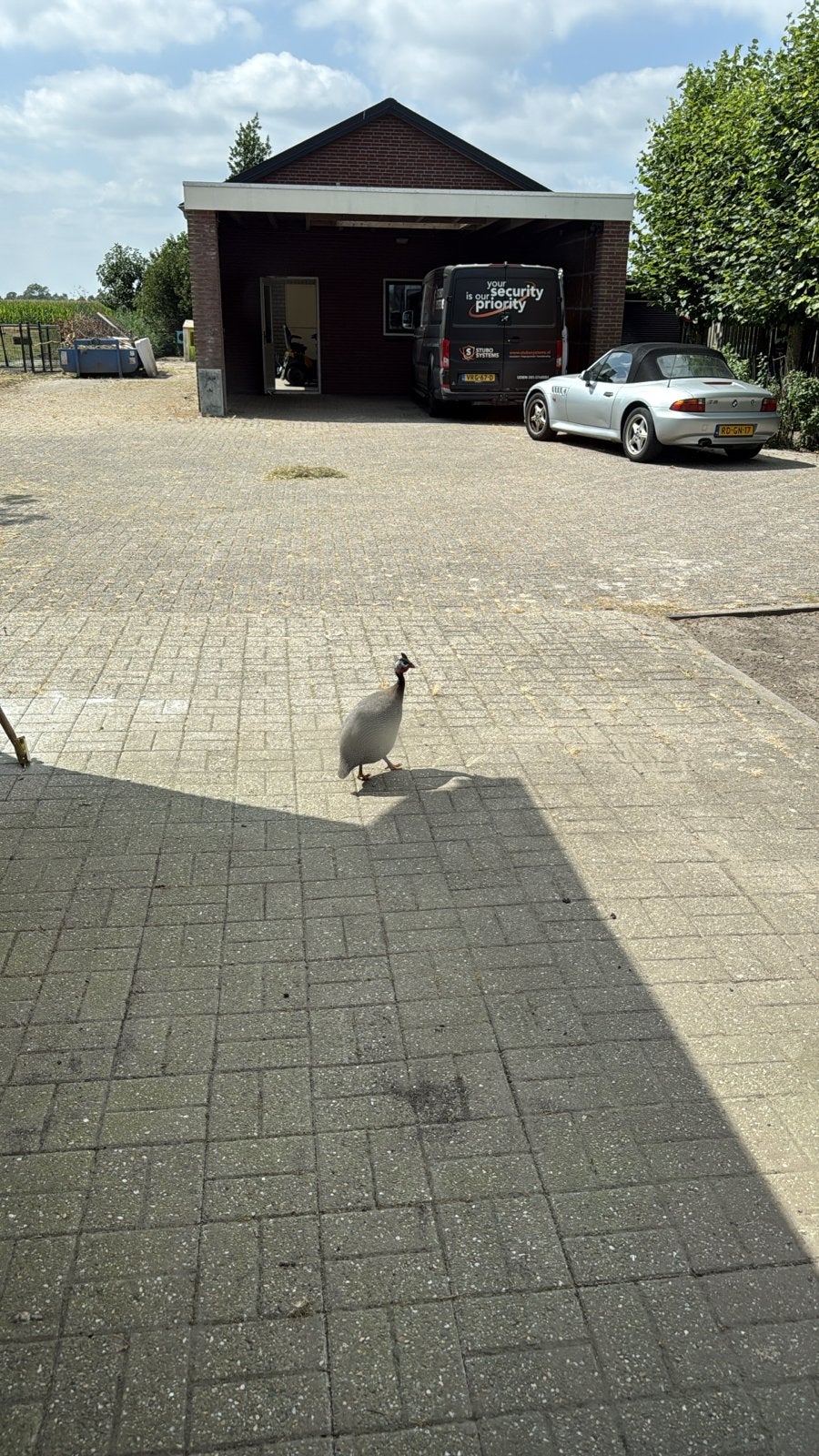 Parelhoender, Dieren en Toebehoren, Geslacht onbekend