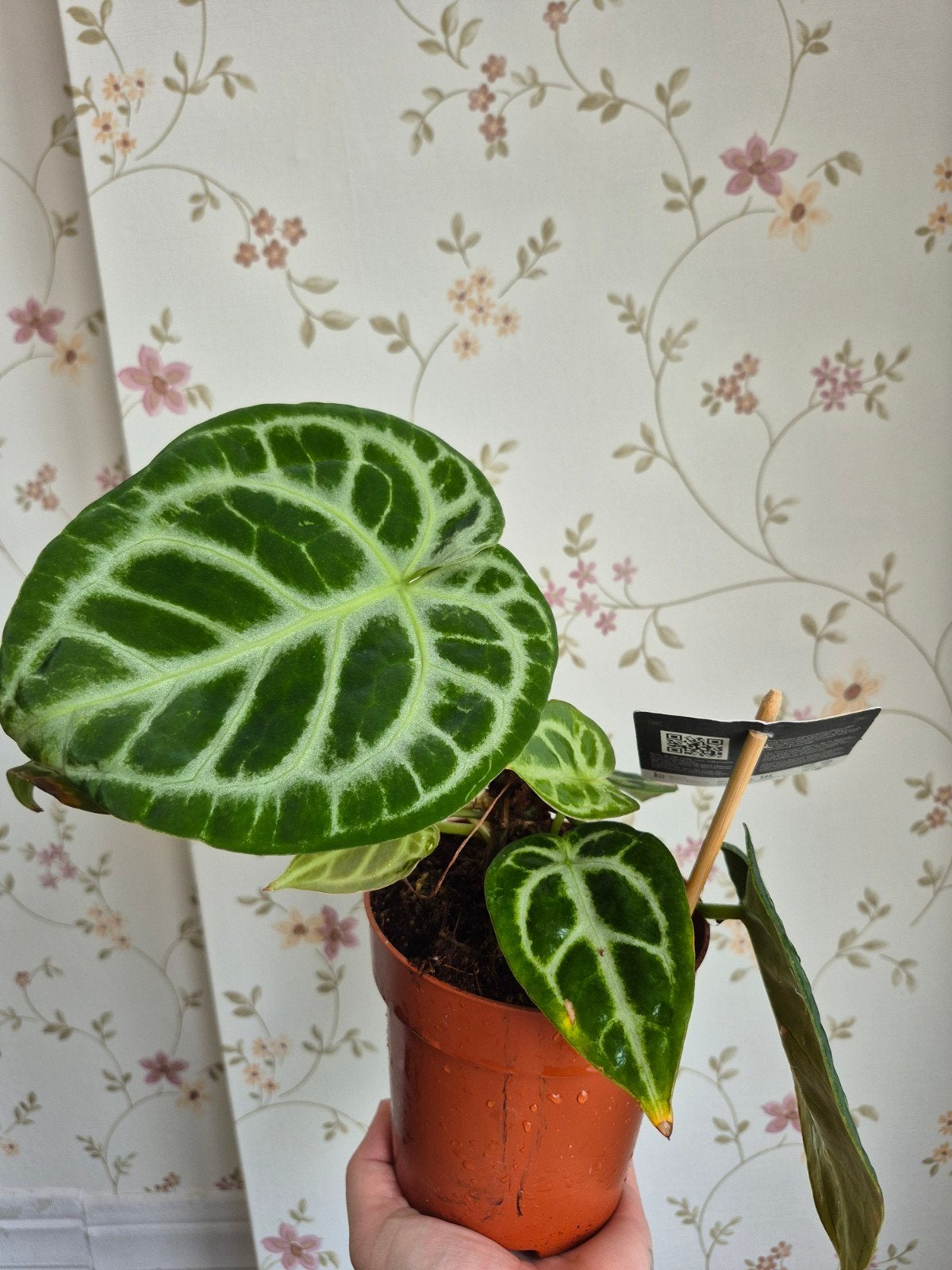 Anthurium Clarinervium - Prachtige Aroid Kamerplant, Ophalen of Verzenden