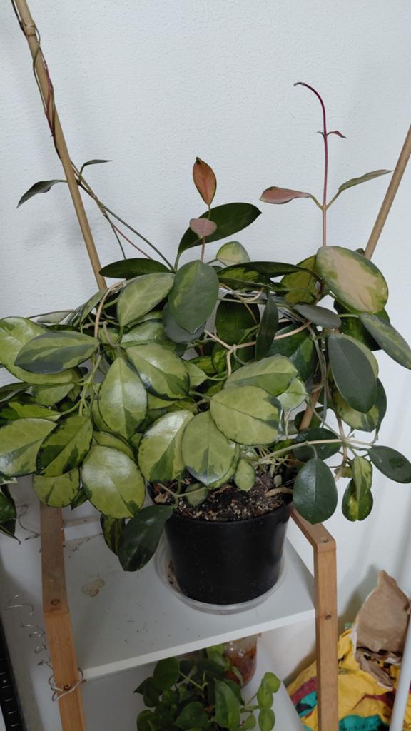 Hoya's verschillende soorten, Huis en Inrichting, Kamerplanten, Ophalen of Verzenden, Halfschaduw, Minder dan 100 cm