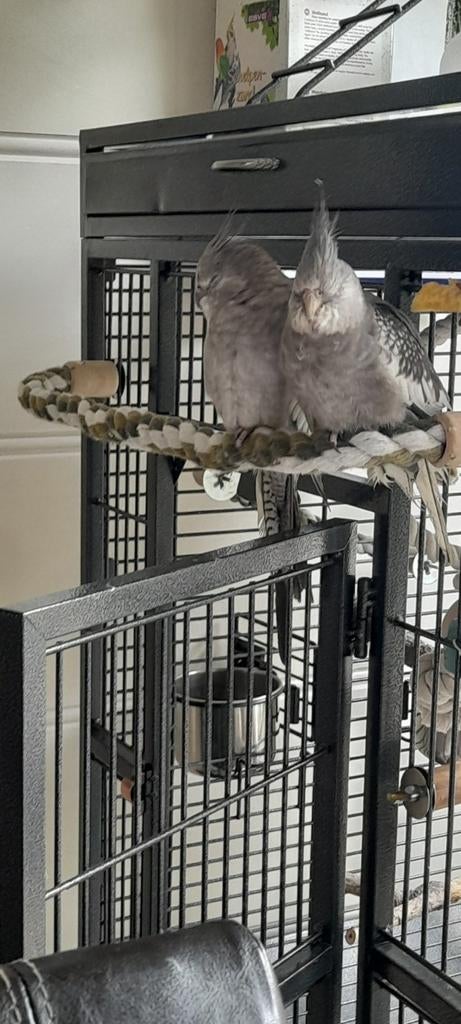 Vogelkooi met 2 valkparkieten €300 (kan ook apart), Dieren en Toebehoren, Vogels | Parkieten en Papegaaien, Meerdere dieren, Parkiet