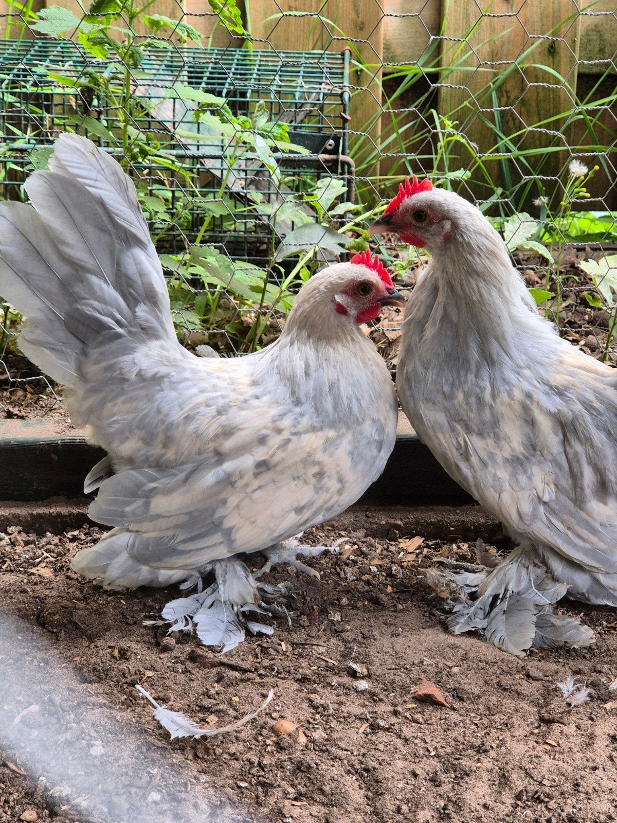 Twee mooie haantjes isabel porselein sabelpoot kriel, Dieren en Toebehoren, Pluimvee, Mannelijk, Kip
