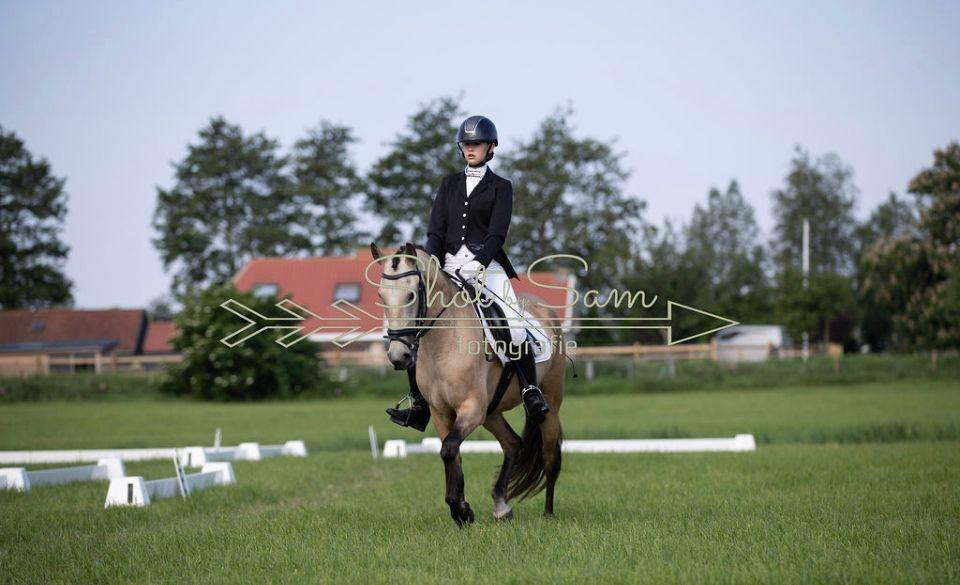 Prachtige PRE merrie -E-pony - all round- bombproof, Dieren en Toebehoren, Pony's, Merrie, B, E pony (1.48m - 1.57m), Dressuurpony