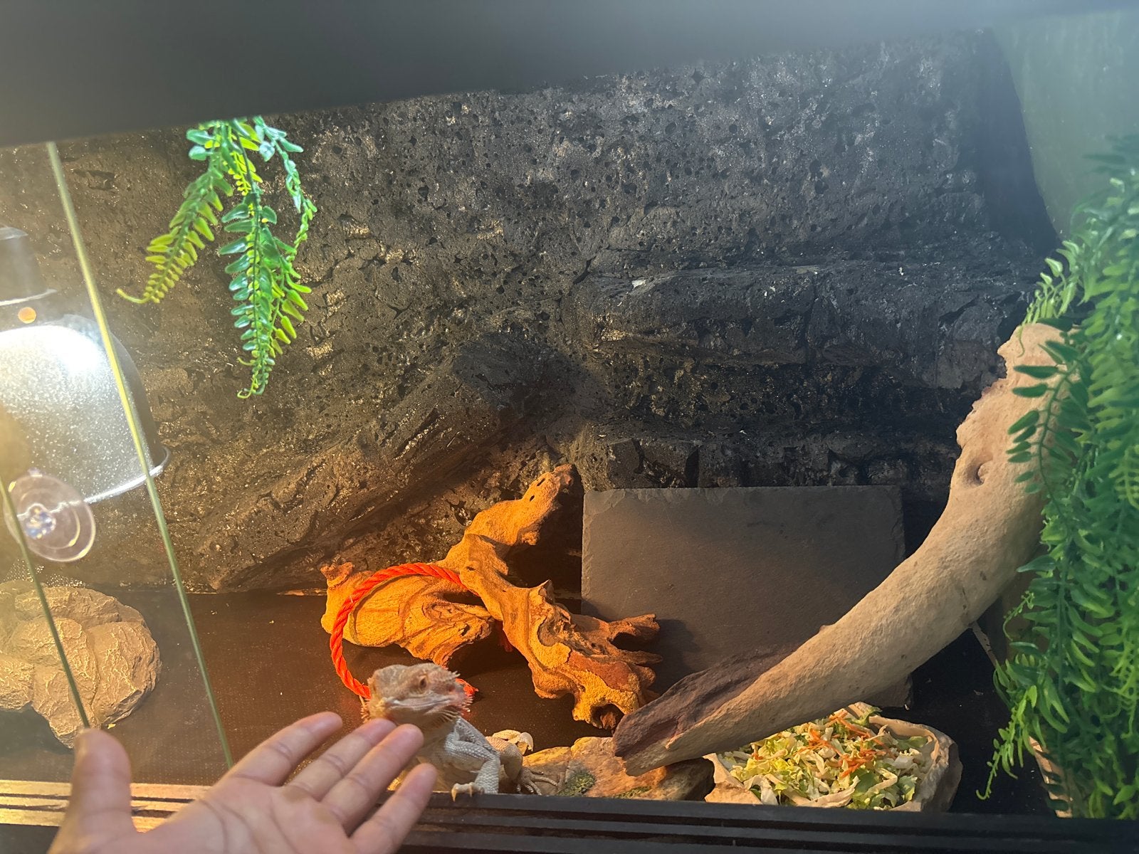Baardengaan en 120x60x60 terrarium met berg landschap ect, Ophalen, Zo goed als nieuw, Terrarium of Paludarium