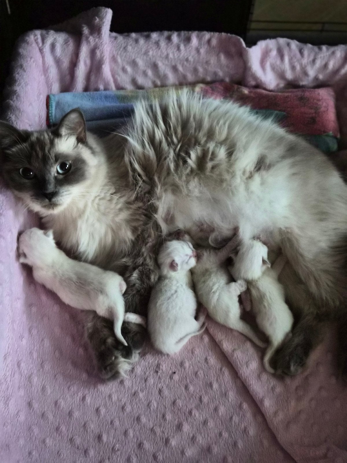 Raszuivere Ragdoll kittens, Dieren en Toebehoren, Meerdere dieren, Gechipt, 0 tot 2 jaar