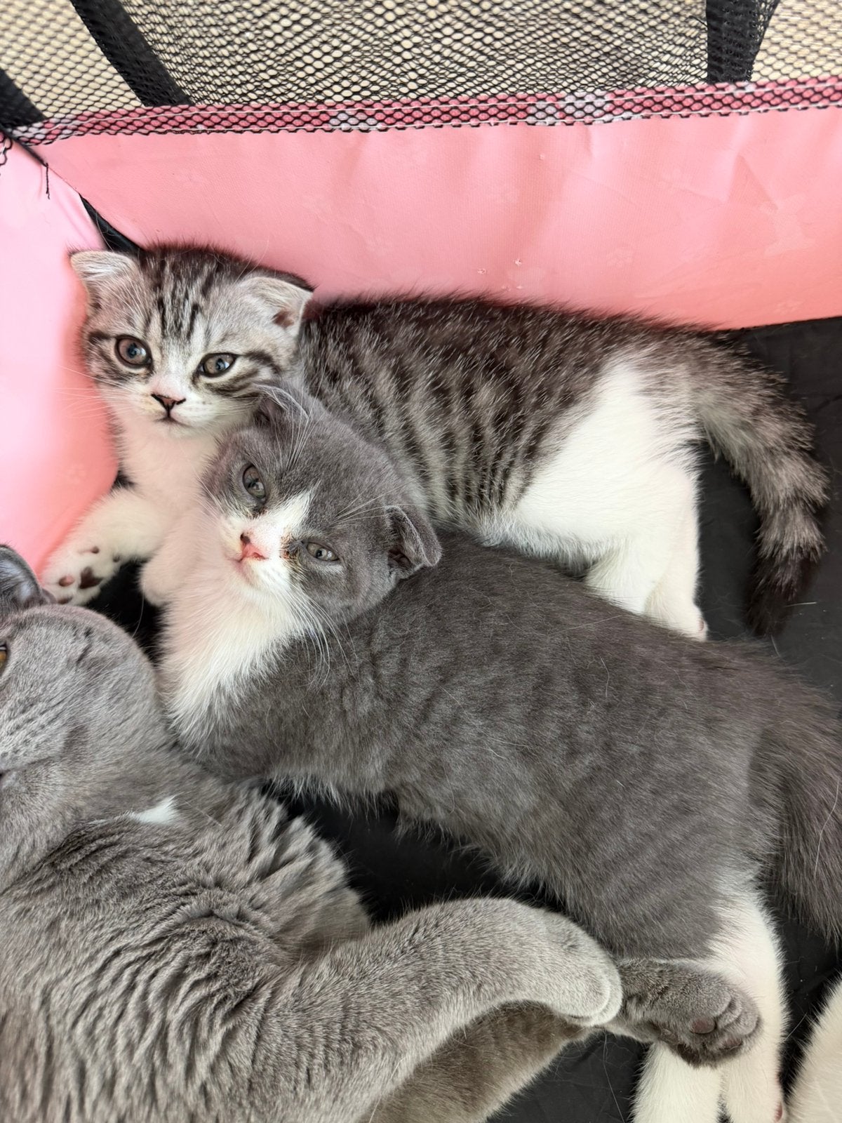 Britse korharen kittens zoeken een liefdevol thuis!, Meerdere dieren, Ontwormd, 0 tot 2 jaar