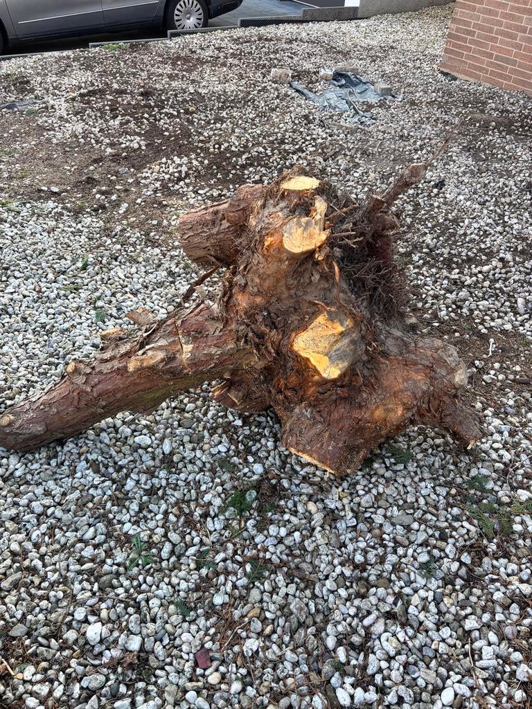Grote boomstronk met wortels, Tuin en Terras, Haardhout, Minder dan 3 m³, Ophalen of Verzenden, Overige houtsoorten, Stammen