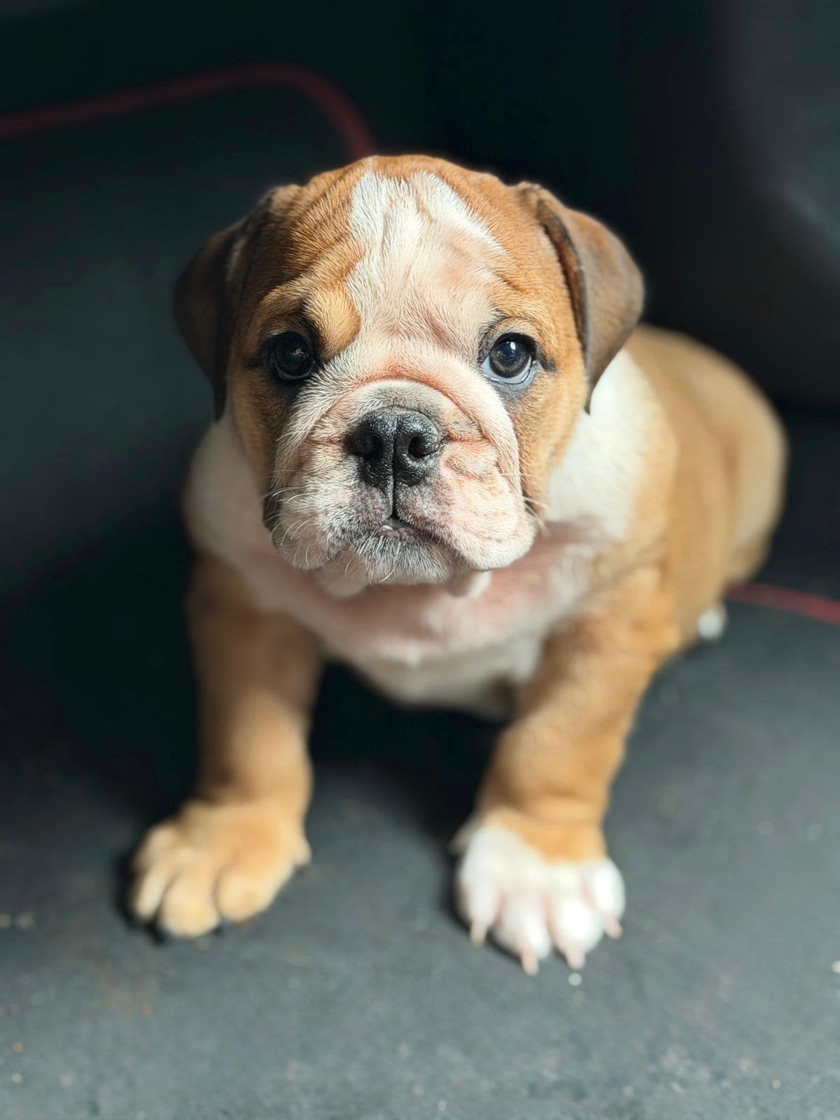 Engelse bulldog pup, Dieren en Toebehoren, Honden | Bulldogs, Pinschers en Molossers, 15 weken tot 1 jaar, Teef, Bulldog, Eén hond