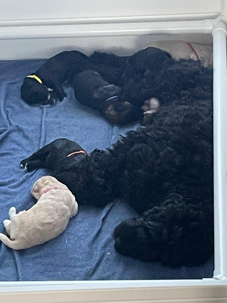 Australian Labradoodle pups, Dieren en Toebehoren, Honden | Niet-rashonden, Parvo, 8 tot 15 weken, Meerdere, Meerdere dieren