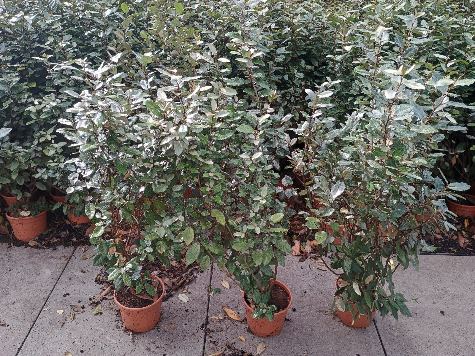 Groenblijvende Olijfwilg (Elaeagnus ebbingei)Compacta, Volle zon, Vaste plant, Bloeit niet, Ophalen